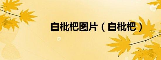 白枇杷图片（白枇杷）