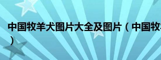 中国牧羊犬图片大全及图片（中国牧羊犬在线）