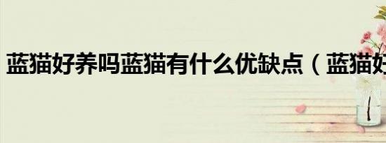 蓝猫好养吗蓝猫有什么优缺点（蓝猫好养吗）