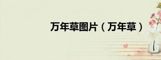 万年草图片（万年草）