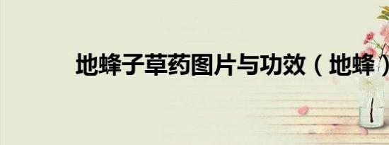 地蜂子草药图片与功效（地蜂）