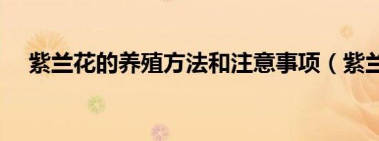 紫兰花的养殖方法和注意事项（紫兰花）