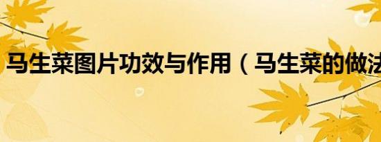 马生菜图片功效与作用（马生菜的做法大全）