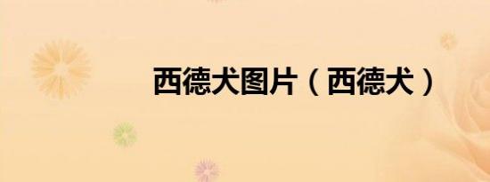 西德犬图片（西德犬）