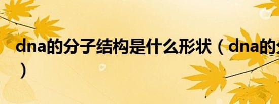 dna的分子结构是什么形状（dna的分子结构）