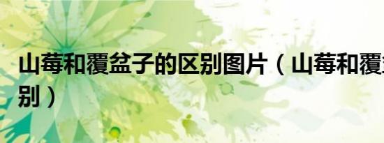 山莓和覆盆子的区别图片（山莓和覆盆子的区别）