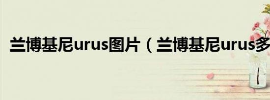 兰博基尼urus图片（兰博基尼urus多少钱）