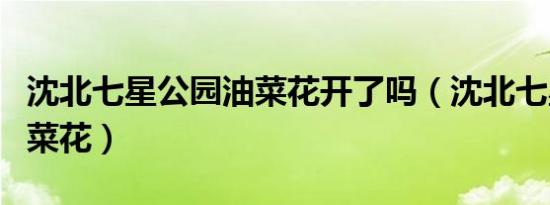 沈北七星公园油菜花开了吗（沈北七星公园油菜花）