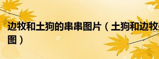 边牧和土狗的串串图片（土狗和边牧杂交幼犬图）