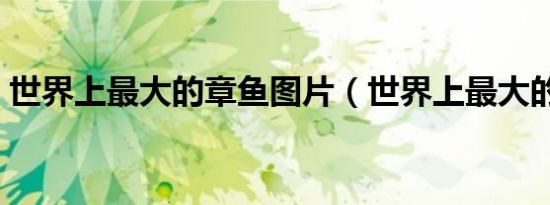 世界上最大的章鱼图片（世界上最大的章鱼）