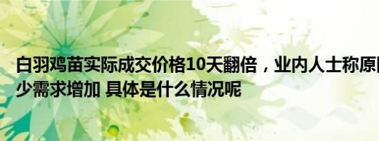 白羽鸡苗实际成交价格10天翻倍，业内人士称原因是供给减少需求增加 具体是什么情况呢