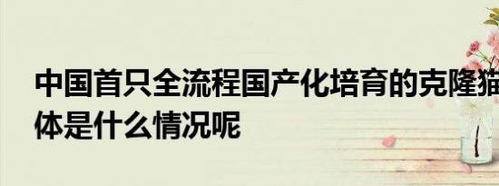 中国首只全流程国产化培育的克隆猫诞生 具体是什么情况呢