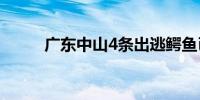 广东中山4条出逃鳄鱼已全被抓回