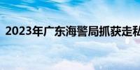 2023年广东海警局抓获走私涉案人员231人