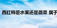 西红柿是水果还是蔬菜 属于水果还是蔬菜呢