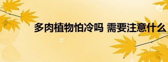多肉植物怕冷吗 需要注意什么