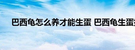 巴西龟怎么养才能生蛋 巴西龟生蛋技巧
