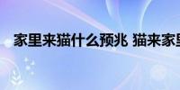 家里来猫什么预兆 猫来家里的预兆有什么