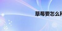草莓要怎么种