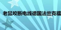 老鼠咬断电线德国法兰克福机场停电数小时