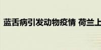 蓝舌病引发动物疫情 荷兰上千只牲畜遭感染