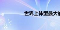 世界上体型最大的老虎