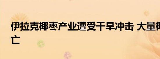 伊拉克椰枣产业遭受干旱冲击 大量椰枣树死亡
