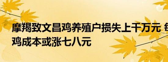 摩羯致文昌鸡养殖户损失上千万元 每只文昌鸡成本或涨七八元