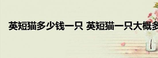 英短猫多少钱一只 英短猫一只大概多少钱